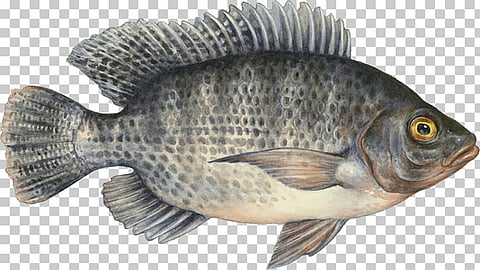 Wanted Independent Policy for the fisheries sector
