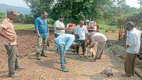 भरतगाववाडीत बिबट्याचे भय संपता संपेना; ग्रामस्थांतून बंदोबस्ताची मागणी