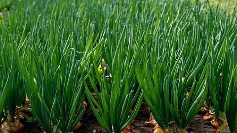 onion farming