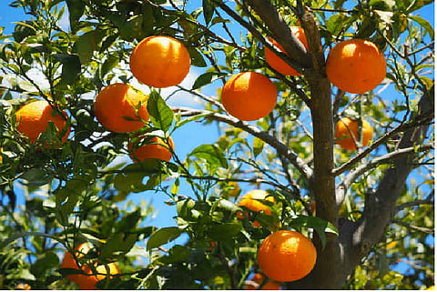 orange is selected under PMFME scheme