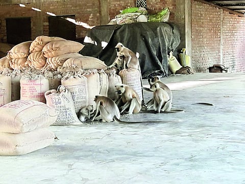 पारशिवनी ः व्यवस्थेअभावी बाजार समितीतील मालावर हात साफ करताना माकडे.