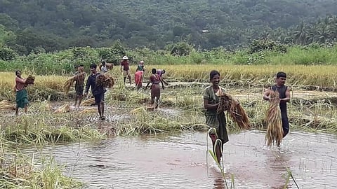 above 1700 hectares crop of rice damage in konkan 1 crore 15 lakh loss by farmers in ratnagiri