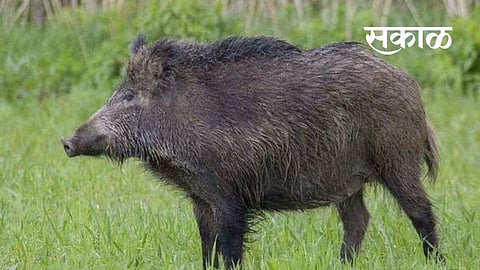 The second phase of the pig catching campaign was completed in Jamkhed city