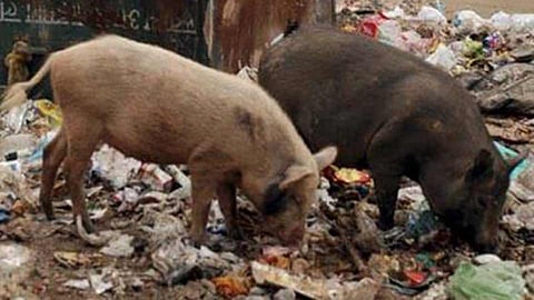 pig