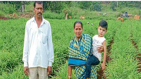 special story of farmer mansing patil less amount and high production in kolhapur ingole