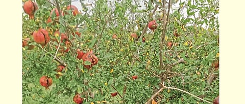 Fruit growers in sangola taluka are worried about climate change