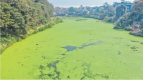 हिरव्यागार नदीचे रहस्य काय?