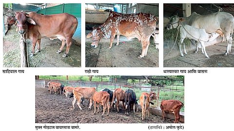 cows