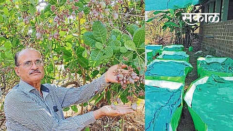 success story farmer mohan mahadik mandangad kokan agriculture marathi news