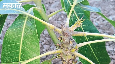 Bunch diseases of mango seedlings; Loss of millions