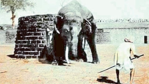 elephant adventure game of kolhapur sathmari
