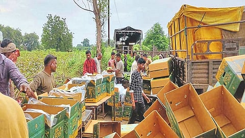 shahapur banana 1.jpg
