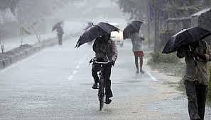 Grape and pomegranate orchards in crisis due to rains