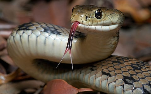 Snake