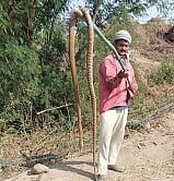 snake.jpg