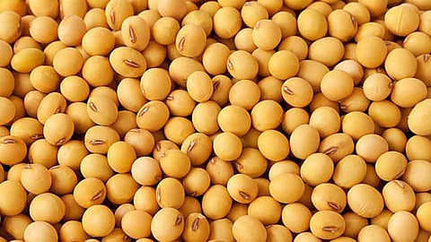 Soyabean