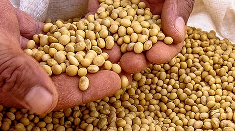 seeds