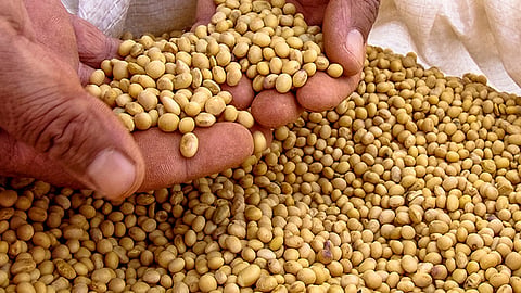 soyabean seeds.jpg