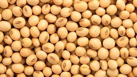 soyabean