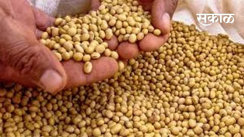 soybean