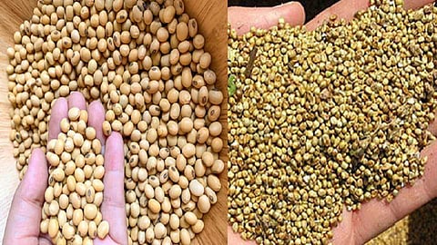 Akola News: Three more samples of soybean seeds fail in laboratory