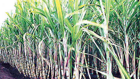 अग्रलेख : धोरणात्मक साखरपेरणी