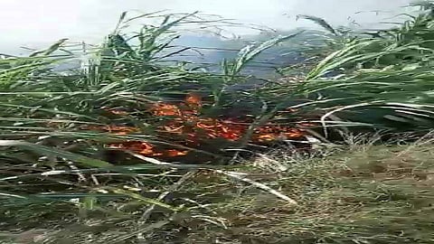 sugarcane crops burned