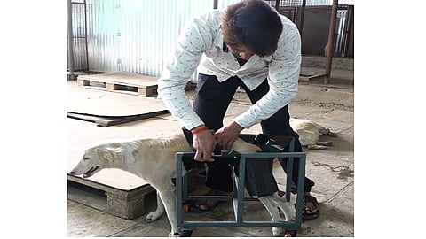 handcapped dog story kolhapur After many attempts and treatment dog healed
