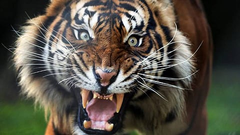 The person killed in the tiger attack at Usegaon Gadchiroli