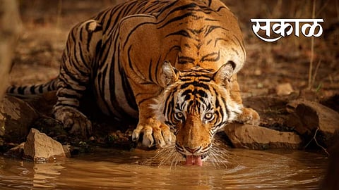 tiger attack on two farmers in pandharkawada of yavatmal