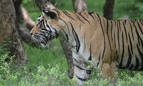 यावल टायगर कॉरिडोर बनलाय संवेदनशील