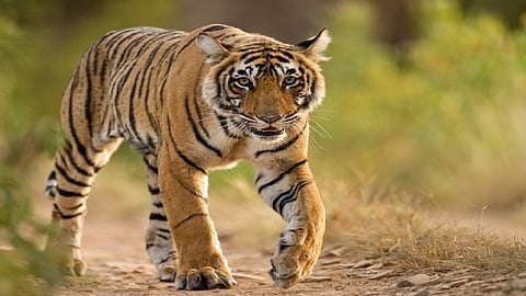 tiger in gautala.