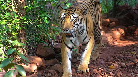 tourist like pench tiger reserve for sighting in nagpur