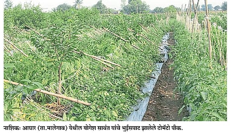 tomato-crop