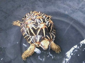 tortoise.jpg