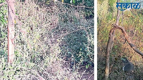 tree museum of panhala face problem and corporation ignore in kolhapur
