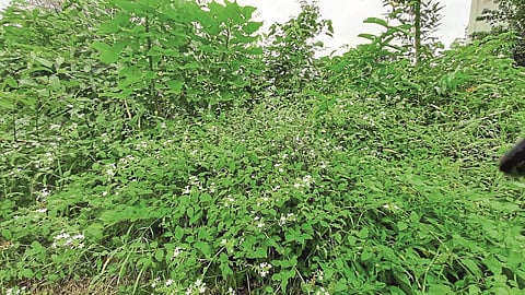 In eight months the "Miyawaki" forest caught the baby