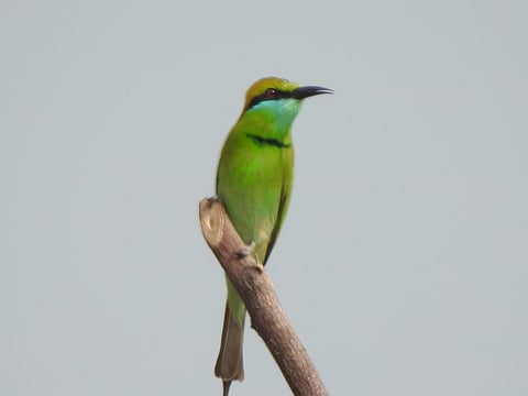 veda raghu.jpg