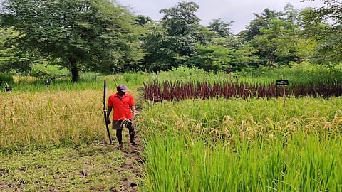 rice farming
