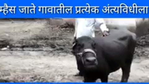 wasim-news