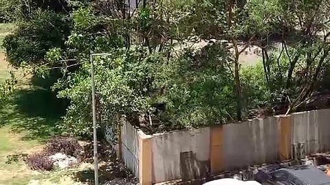 ते हळूच झुडपात गेले आणि अनेक दिवसांचं पेंडिंग काम एकदाचं करून आले...
