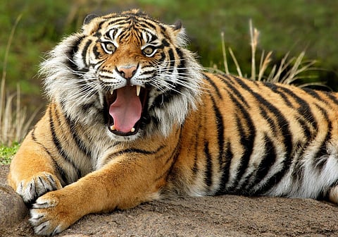Tiger