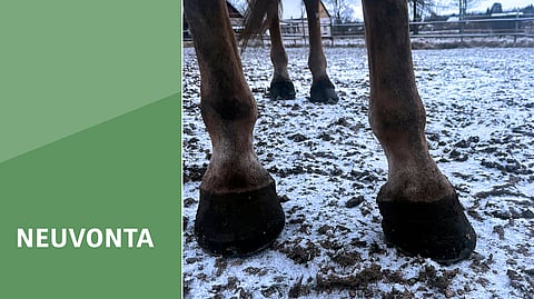 Hevosten ulkoiluun vaikuttaa saatavilla olevat resurssit ja tilat, hevosmäärä sekä tallin käytänteet ja rutiinit.