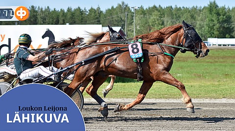 Loukon Leijona on voittanut tänä vuonna kahdesti 75-lähdön, tässä Kaustisella heinäkuussa Hannu Torvisen ohjastamana. Taija Metsälän suojatti starttaa seuraavaksi
tapaninpäivänä Seinäjoella.