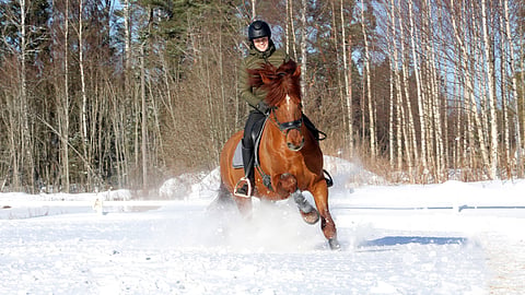 Lumi pöllyämään elämän hevosen kanssa.