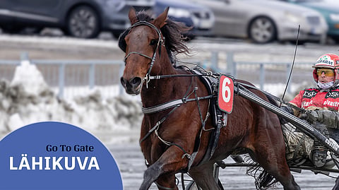 Go To Gate kulkee nyt mallikkaasti. Kilpailuissa sitä on ohjastanut viisi eri ohjastajaa.