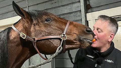 Dream Mine oli yli 800 000 euron tienesteillään ikäluokkansa eniten tienannut ravihevonen. Valmentaja Jörgen Westholm kiittämässä Dream Minea porkkanalla.