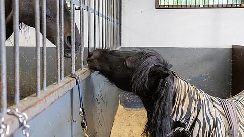 Neuvontakäynnit ovat merkittävässä roolissa hevosia koskevan muuttuneen lainsäädännön jalkauttajana suoraan hevosalan toimijoille.
