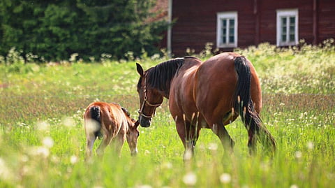 Äidinrakkautta.