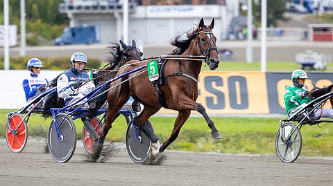 Pekka Korven valmentama Fuego Combo kuuluu Kuopio Stakesin avainhevosiin.